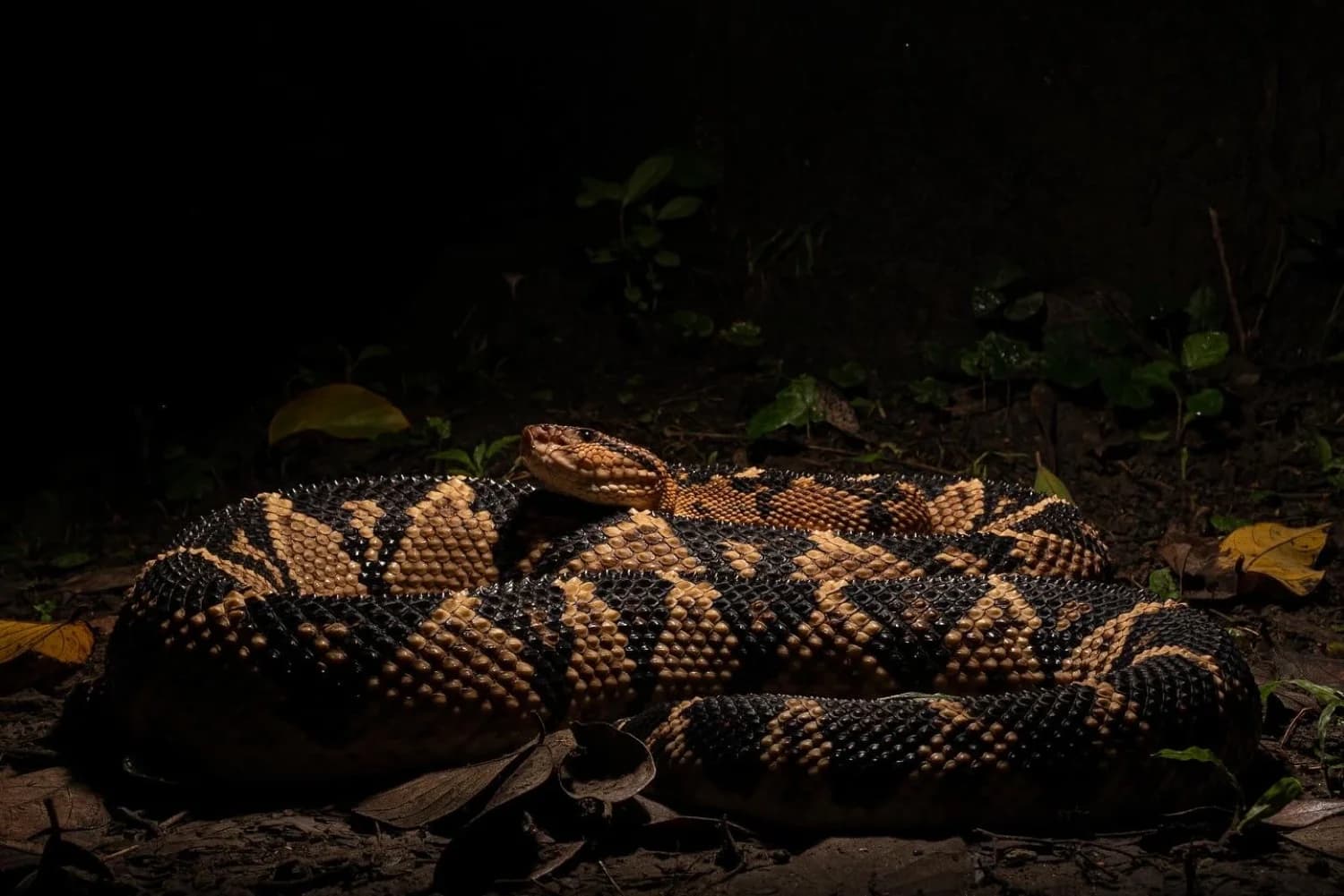 Aventura com herpetofauna selvagem