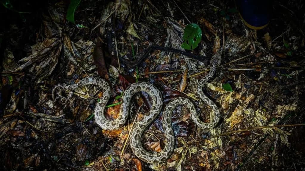 Aventura com herpetofauna selvagem e turismo científico de 5 dias