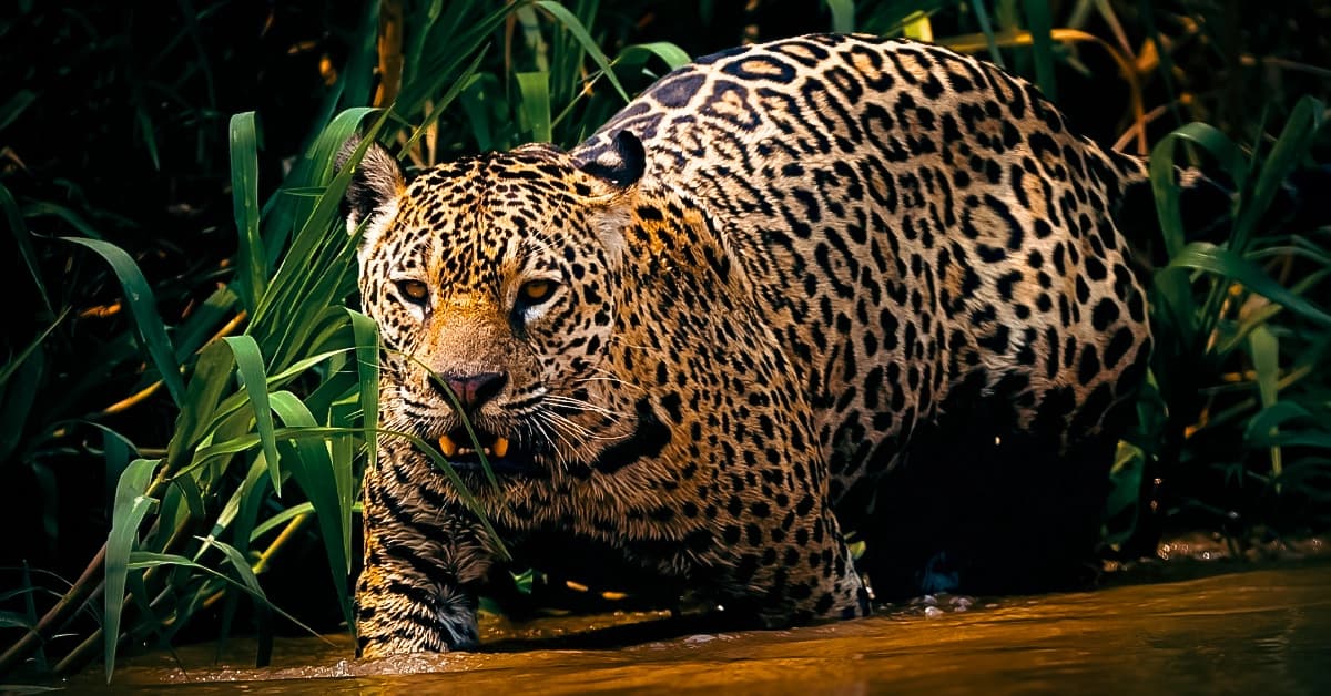 Pantanal Jaguar
