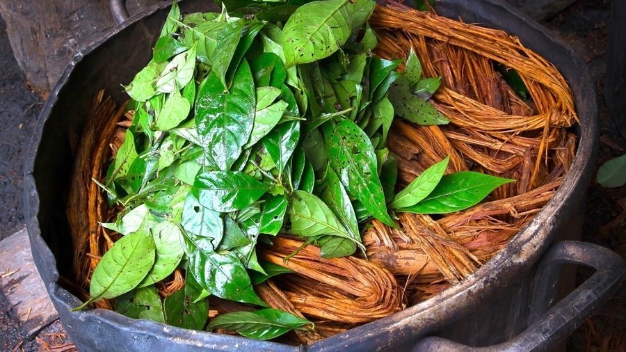 Ayahuasca