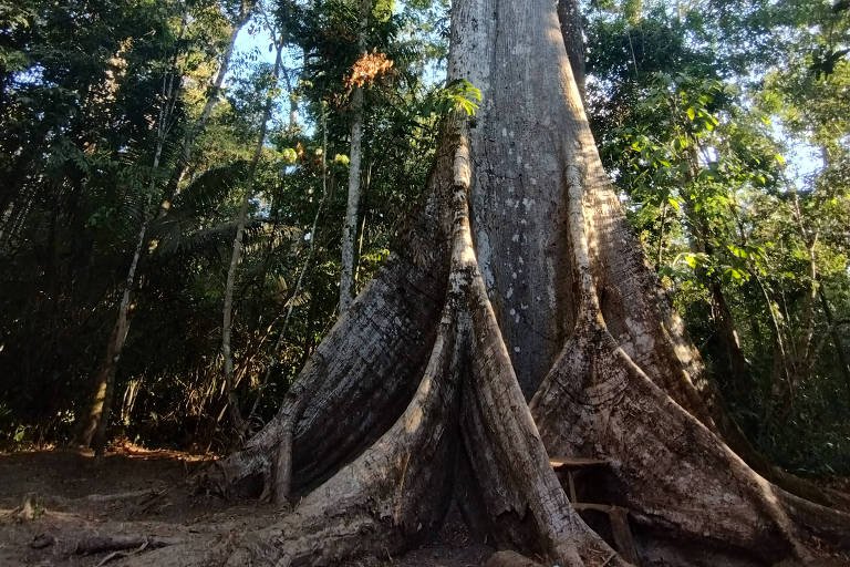 Caminhada na floresta do Acre