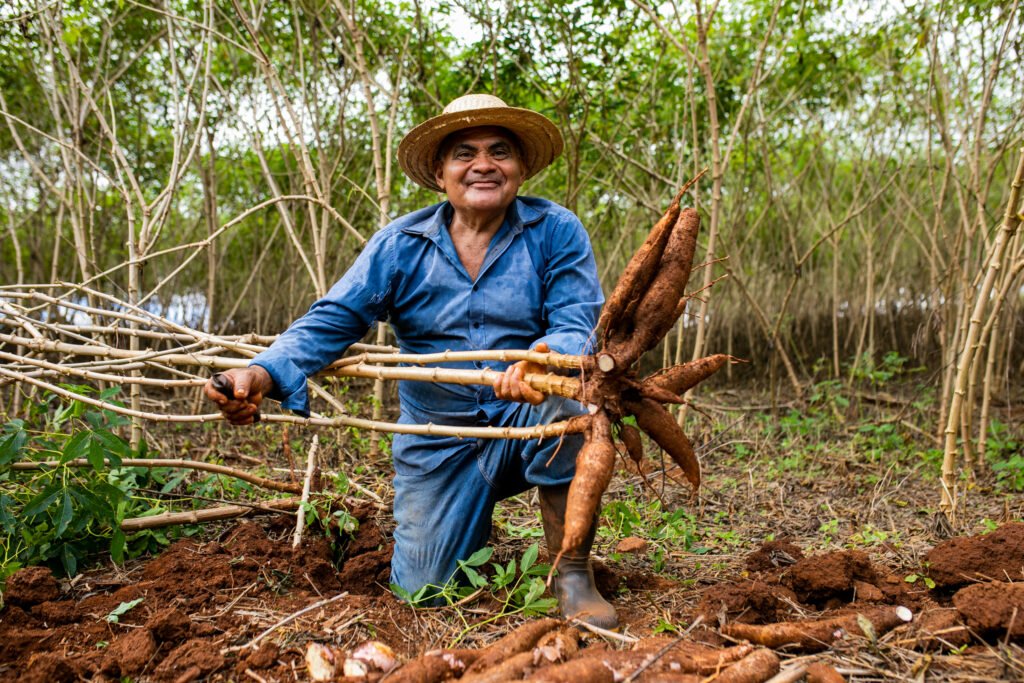 Yuca + planta versátil