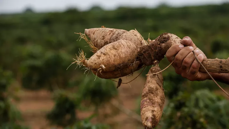 Yuca + planta versátil