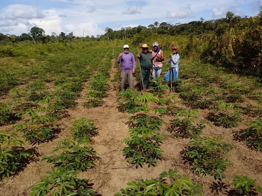 Yuca + planta versátil