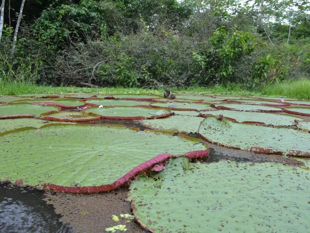 Plantas aquaticas