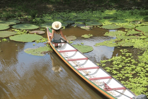 vitoria-regia no rio croa